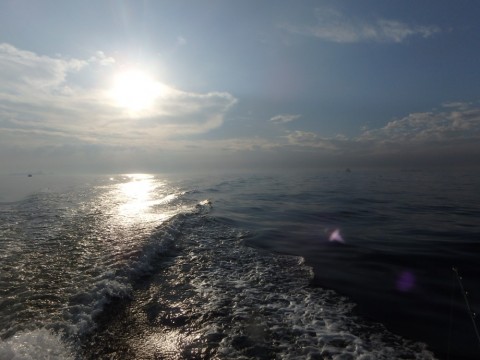 98addvj33apxsdjov8f6_480_480-1070289f.jpg