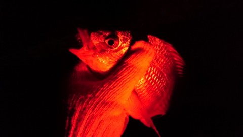 99cguijkwynsatuhxz3s_480_480-3257fdd0.jpg