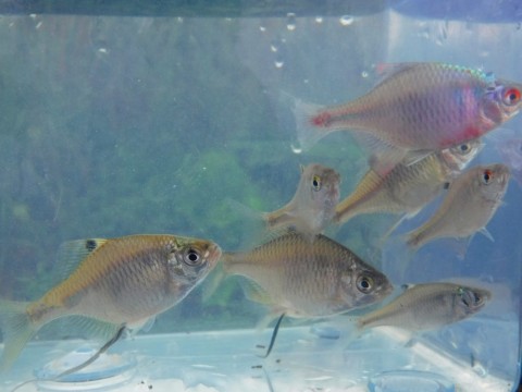 99pncumy6p2yspxtnasj_480_480-15fb9078.jpg