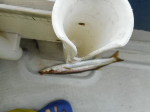 9ah9ugtadt5suetrspzf_480_480-6f039dc9.jpg