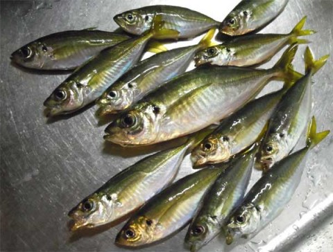 数は釣れたんですけどね