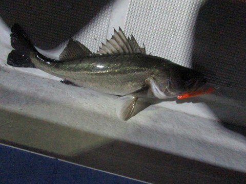 9aw4w3bizbc95kkiaxdn_480_480-04995fd3.jpg