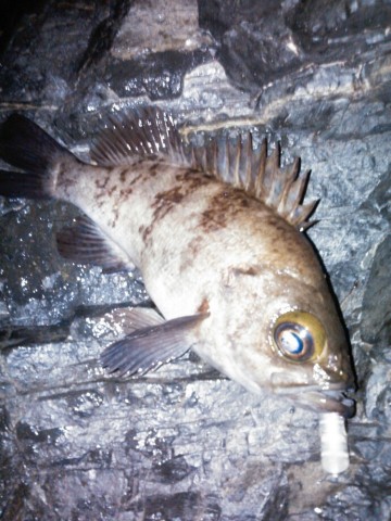 9awf34ixkc5c3d2h6eww_690_920-750d505b.jpg