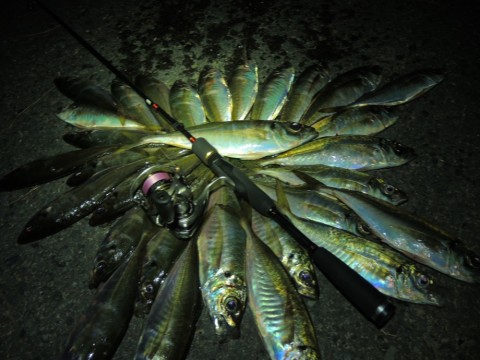 9b8k57wwkm629bp366my_480_480-69622d16.jpg