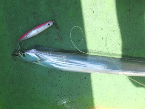 9b9mohygtkp624kfo9rx_480_480-985fb7d0.jpg