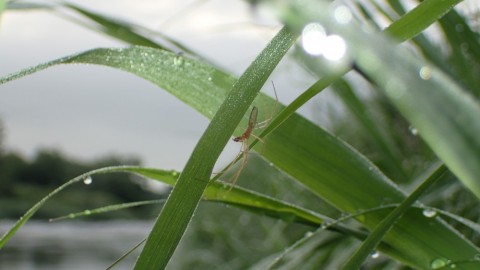 9bmb77sacuoi38cwm7ex_480_480-038cb15b.jpg