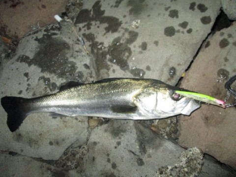 9cf2v54btmrj9zwy8pgs_480_480-485d4365.jpg
