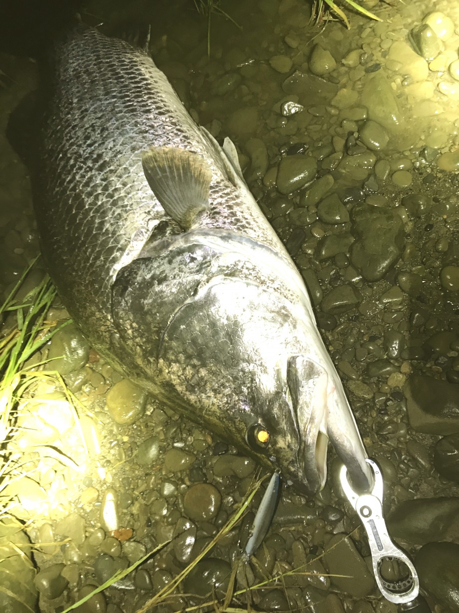 お魚捕獲奮闘記 1m48 のアカメと1時間の激闘 お魚捕獲奮闘記 1m48 のアカメと1時間の激闘