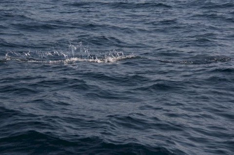 9cnUfAW5HMACijJCcwQ7_480_480-faa908ae.jpg