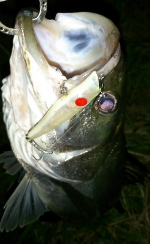 9dmx6xfds3kp772havow_480_480-48ddae3f.jpg