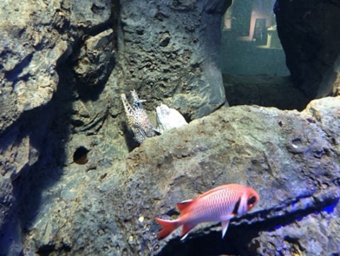 9edgwxuane5hjwimgc22_480_361-6b0ef7df.jpg