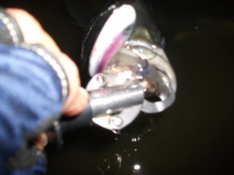 9er5m3herejk86937a3a_480_480-9bd68036.jpg