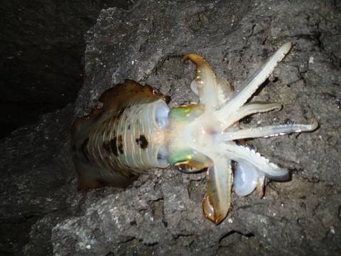 9et5s5i87npbzkgrjfi2_480_480-992c8825.jpg