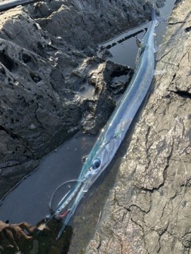 9ewratuvj3dpzn36eefc_361_480-9ba2ec70.jpg