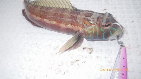 9f7d5k9ecaavo56m9jb8_480_480-08851be6.jpg