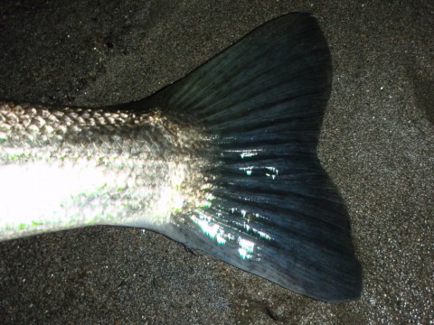 9fibifabug4iut7dtt42_480_480-55c2ed64.jpg