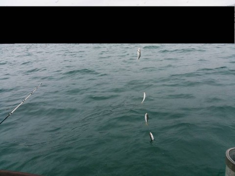 9ggx9gnbnhb83r9cippm_480_480-b361fdf8.jpg