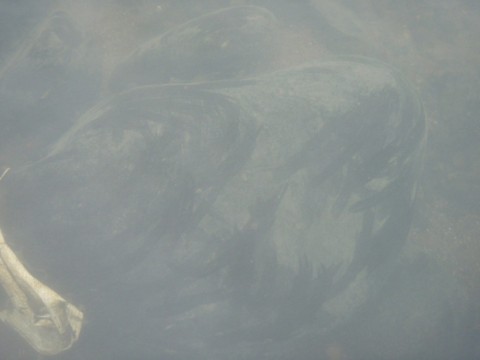 9gvbba33gpsejhtnghyt_480_480-5d929450.jpg