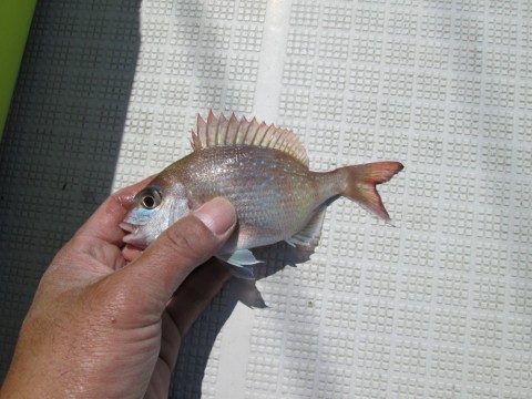 9hed9u5gvnawfcm8ybty_480_480-75ce2846.jpg
