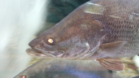 9hf5wzzcjsvnjiabtjgf_480_480-b680fd32.jpg