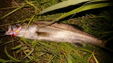 9hggfmwytzi844xwituj_480_480-011294f5.jpg