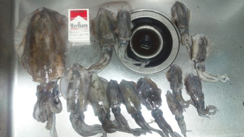 9hgpemu7xuh3vbyureoy_480_480-ff6c8c17.jpg