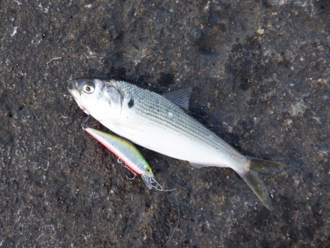 9hiwz5xtc9wjzuugxk9y_480_480-6952f857.jpg