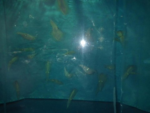 9ihr37jb8phik3ikj9m9_480_480-c168d9fc.jpg