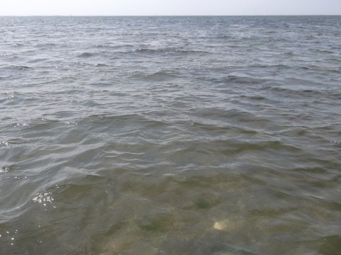 9iprmorvwmujviimwx77_480_480-2c715f95.jpg