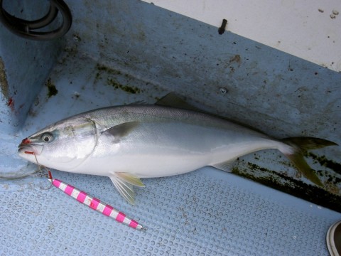 9iyog6nryptydhgncn7n_480_480-73908e05.jpg