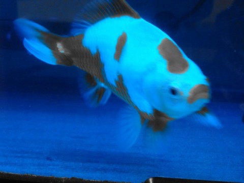 9iytzou63b9v3kxoz5xv_480_480-61f8d546.jpg