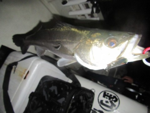9jbwst8c4mhv475vyp5x_480_480-30e9a265.jpg