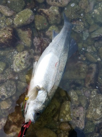 9jhdbf4kani3dh9ppdih_604_806-6ab069d6.jpg