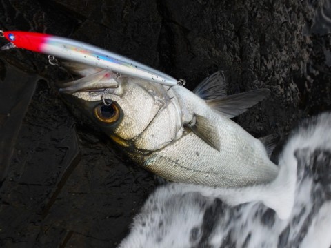 9m9en5p7on4ycjt7egx3_480_480-692efe8a.jpg
