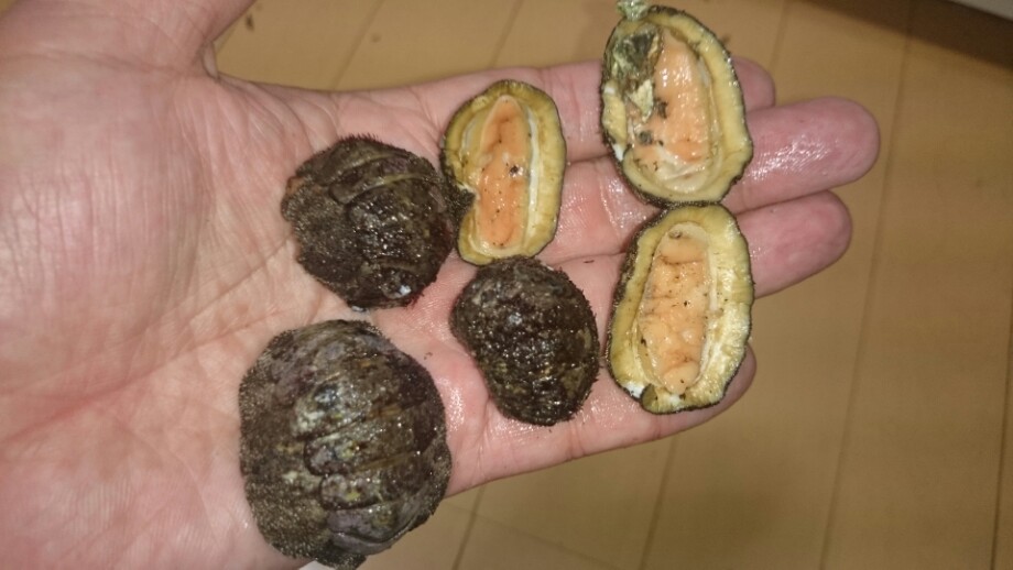 ツレナイfishing ヒザラガイを刺身で食べてみた