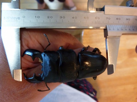 9n38y7bcfcyp5373jhkv_480_480-ce73bdb0.jpg