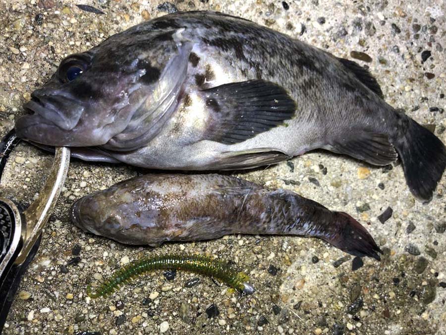 Pure Fishing Japan SaltWater BLOG】 釣れ過ぎ警報発令中