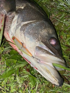 9ntijerrf7jkw5jp8f8d_361_480-ec0bfb76.jpg