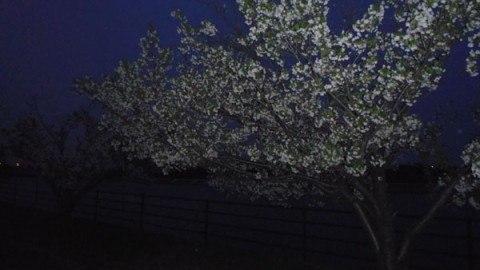 夜桜♪