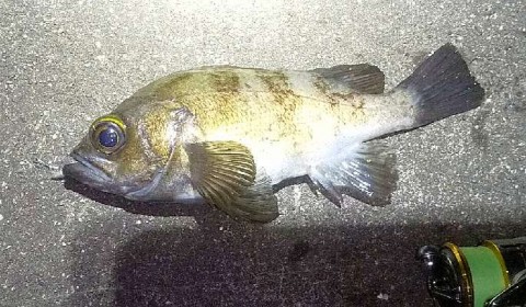 9p6pzvdfhgihws735c4d_480_480-50f25751.jpg