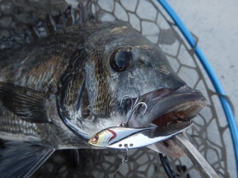 9p93hfc2k2oo3h2zdx6y_480_480-4dbee551.jpg