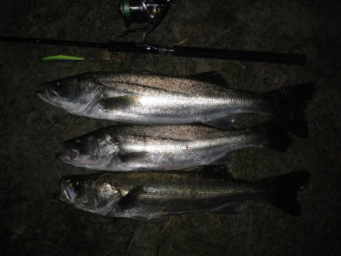 9p9b3xjoyxbmye72y7sz_480_480-62ebb797.jpg