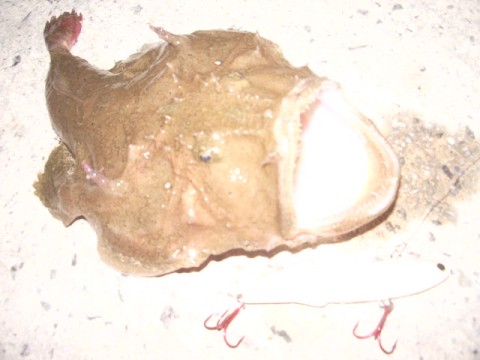 9pc23kx85yv9fjri5asb_480_480-e980a549.jpg