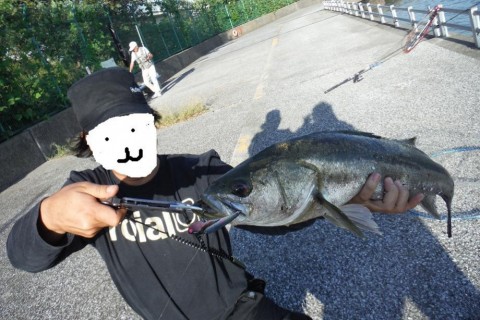 9pdxd2riyb9bg9yad8te_480_480-c53c70de.jpg