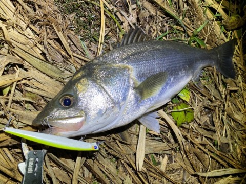 9pnt68rd8o3b4bf6ye4x_480_480-d3ab2269.jpg