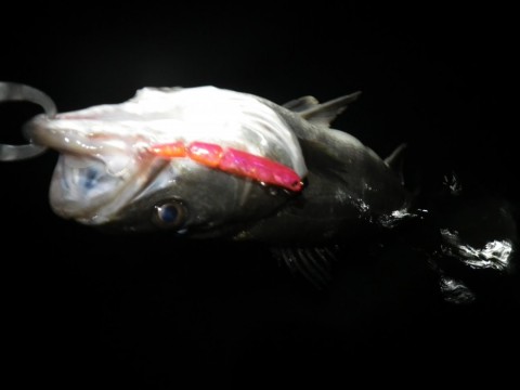 9pp4xt2bp3kn4zutvnxt_480_480-8d4987e6.jpg