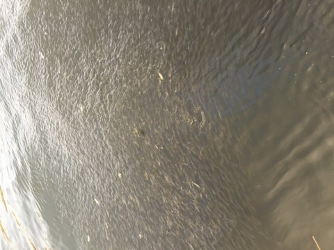 9pxtzvfvsfjk9g3dci36_480_480-1323b759.jpg