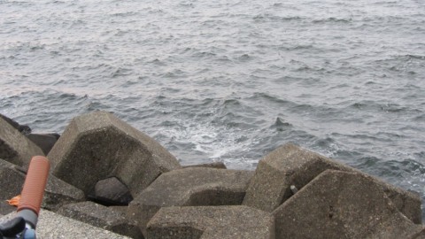 9rpfgsyvtnnjs92oou8h_480_480-659b7380.jpg