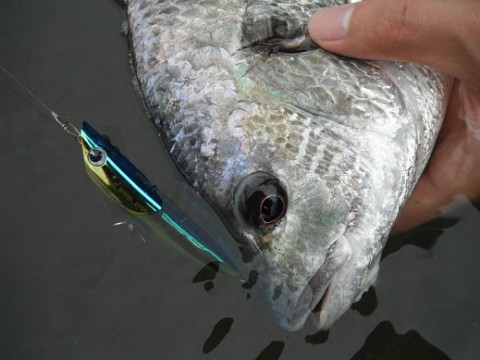 9rswxfopux99pog2hm6i_480_480-9aa91000.jpg