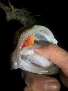 9rty7ebefnozgashbvj5-d1478d0e.jpg